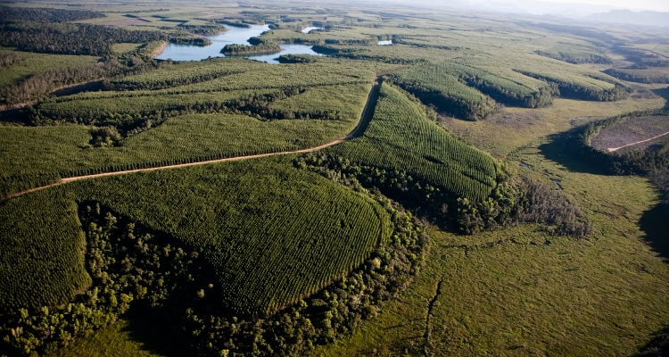Image of pulp supplier Suzano's fields.