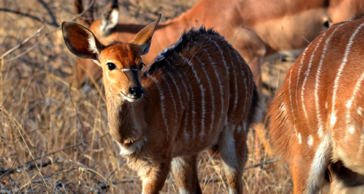 DHL Express recently completed a special delivery—transporting 17 critically endangered mountain bongo antelopes from Florida to Kenya.