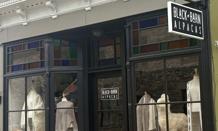 Black Barn Alpacas offers a tactile sensory experience that connects shoppers directly to the animals.