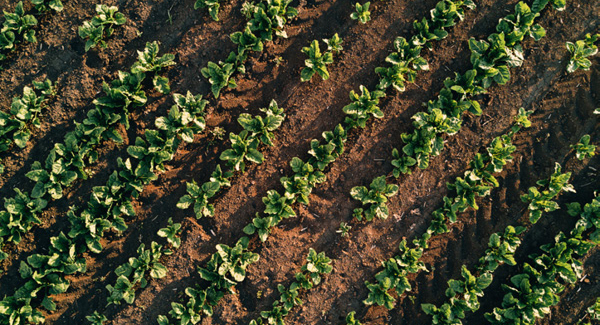 Vertical Focus: The Agriculture Supply Chain Vertical Focus: The Agriculture Supply Chain